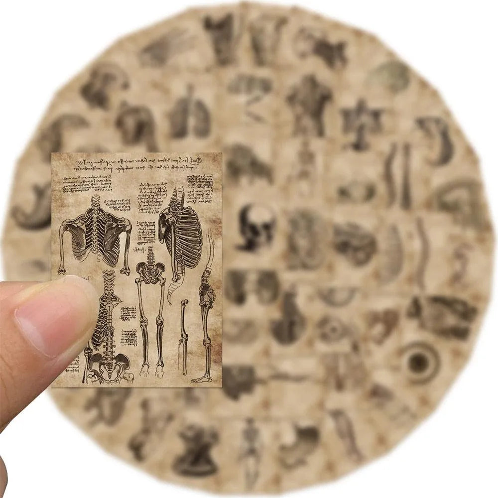 56 PVC Anatomical Adhesive Stickers